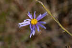 Savannah aster